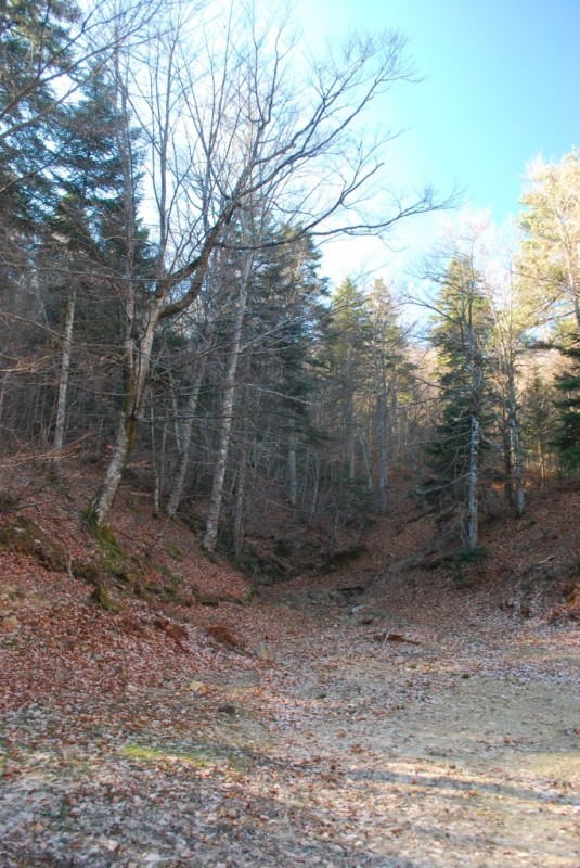 DSC_4558.JPG