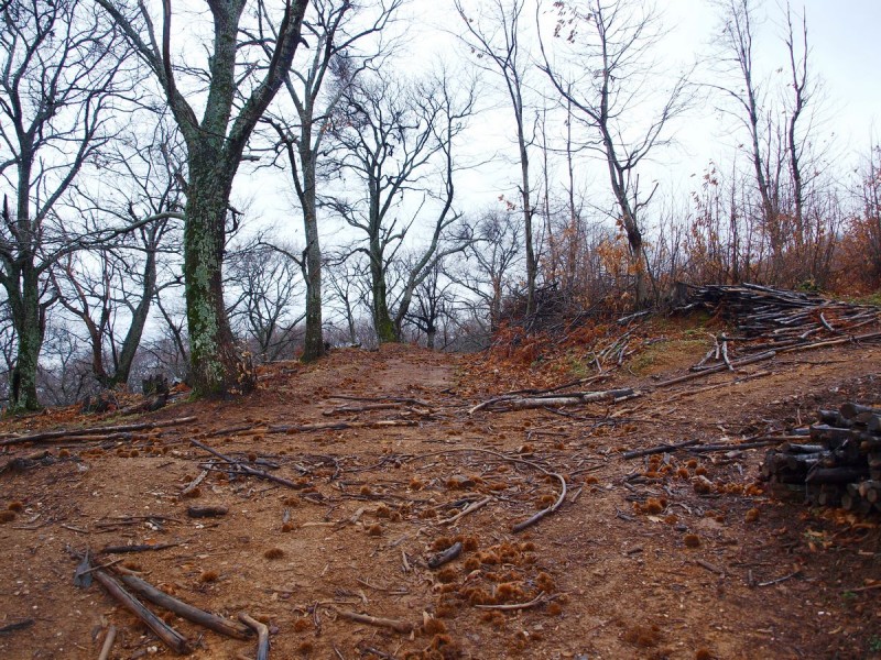 p1032337 1-qpr.jpg