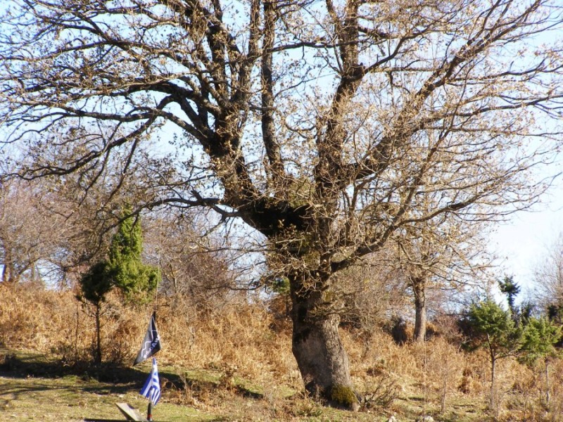 P1019617.jpg