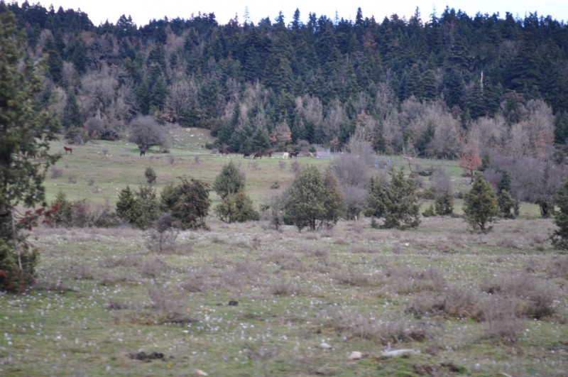 DSC_3328jpg.jpg