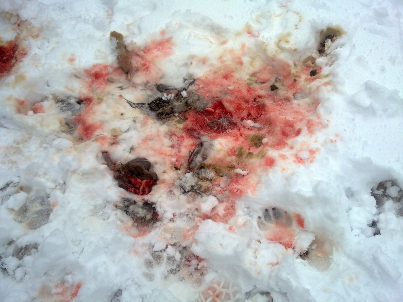 29012011100.jpg