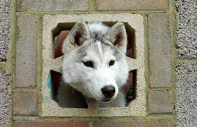 securedownload.jpg