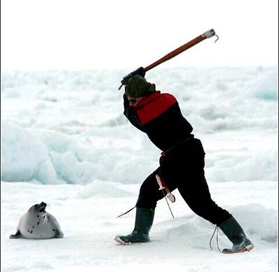 Seal Hunting (26).jpg
