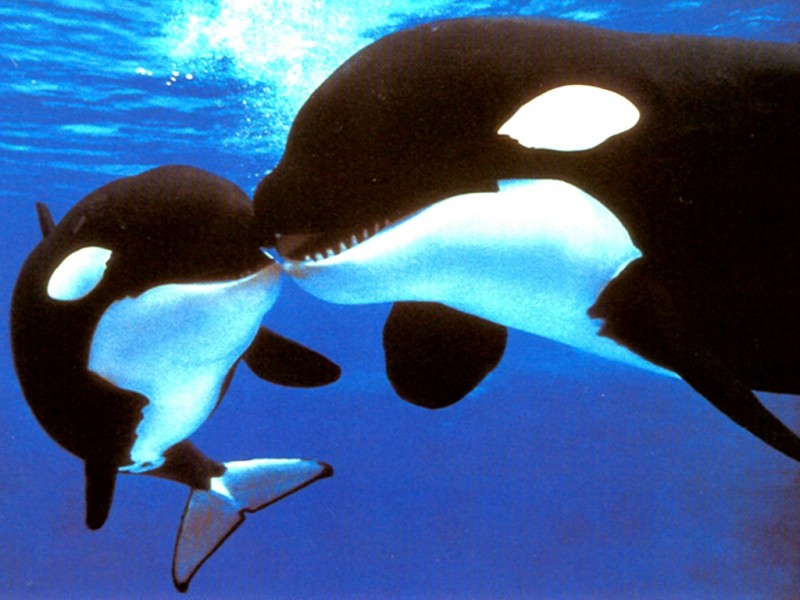 orca-and-baby.jpg
