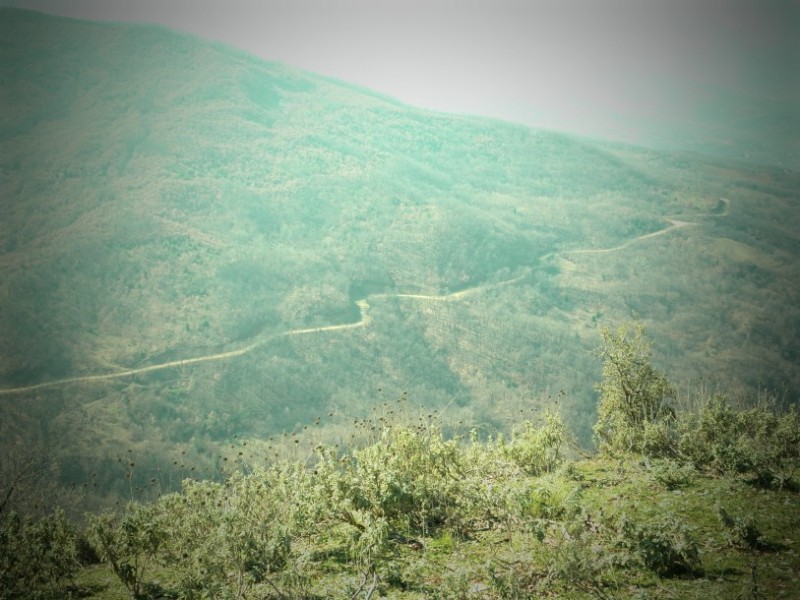 P2130727.jpg