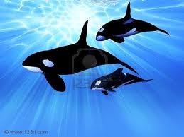 orca (259 x 194).jpg