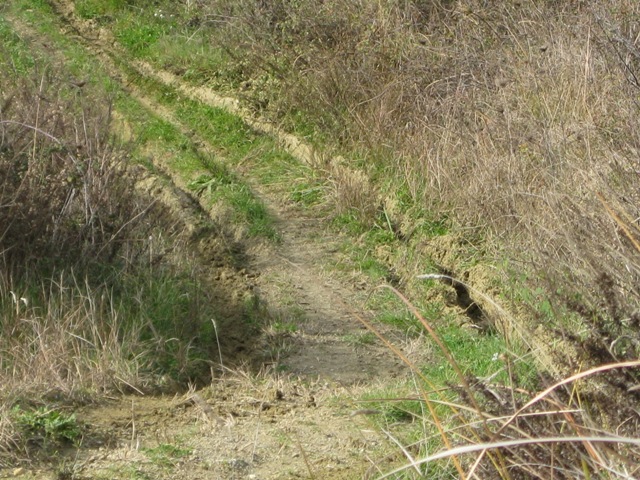 IMG_4774.JPG