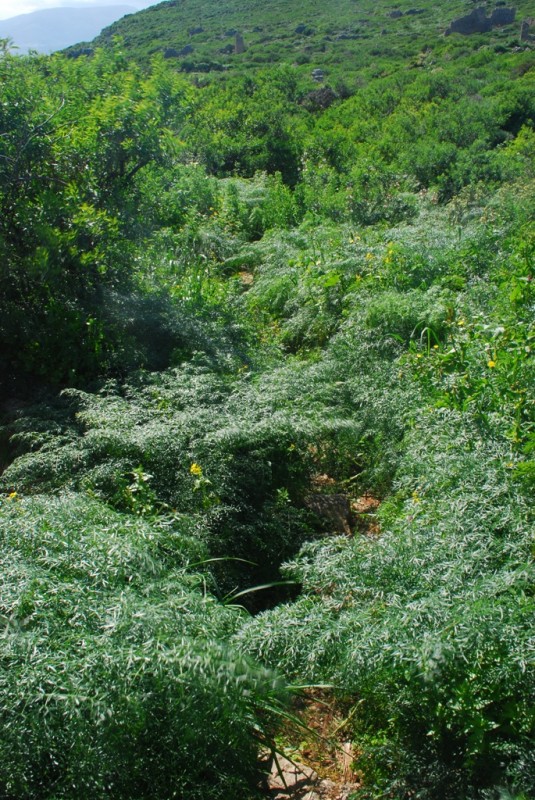 DSC_5206.JPG