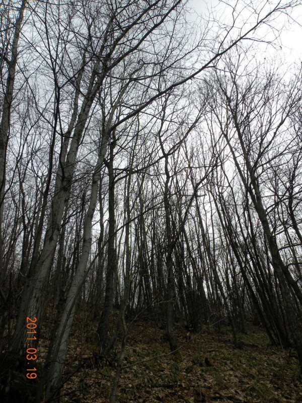 Copy of DSCN4254.JPG