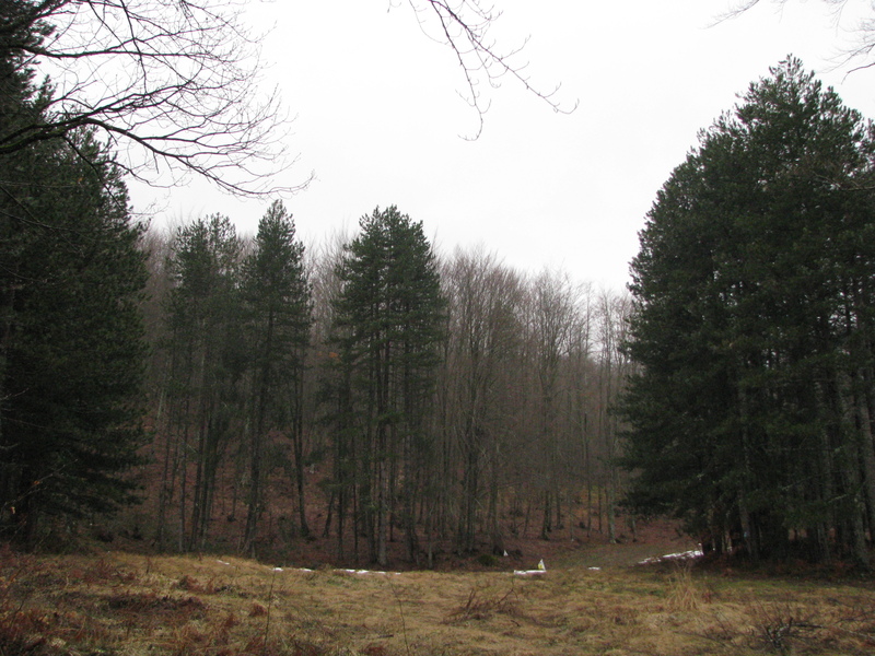 img0192vf.jpg