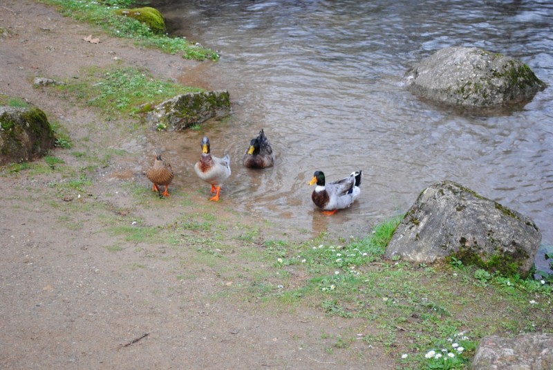 DSC_6634.jpg