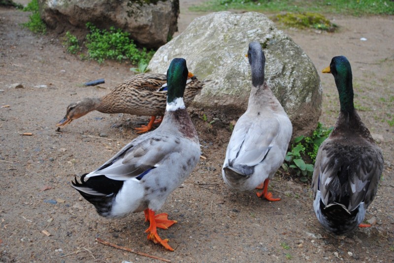 DSC_6641.jpg