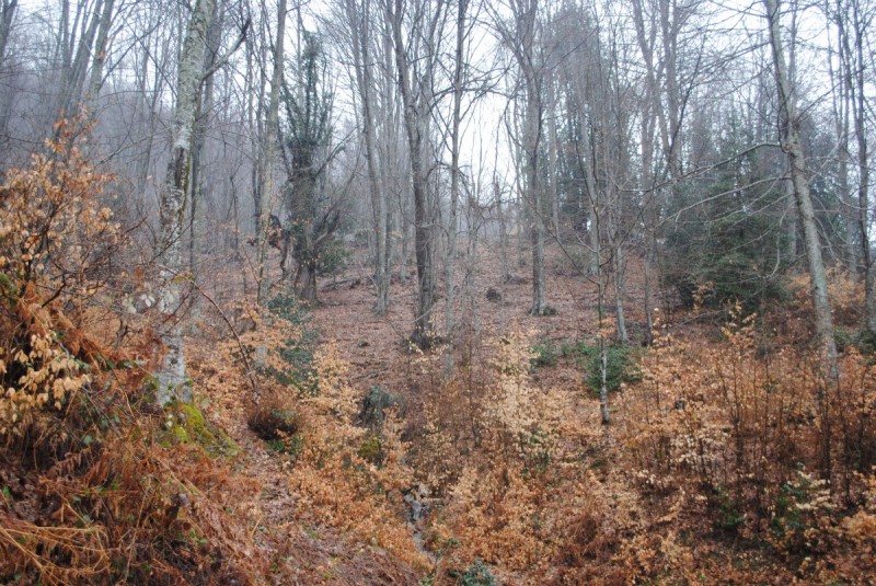 DSC_6726.jpg