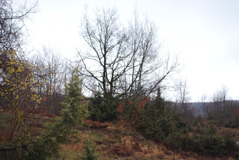 DSC_6922.jpg