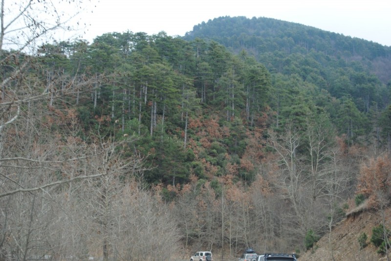 DSC_7130.jpg