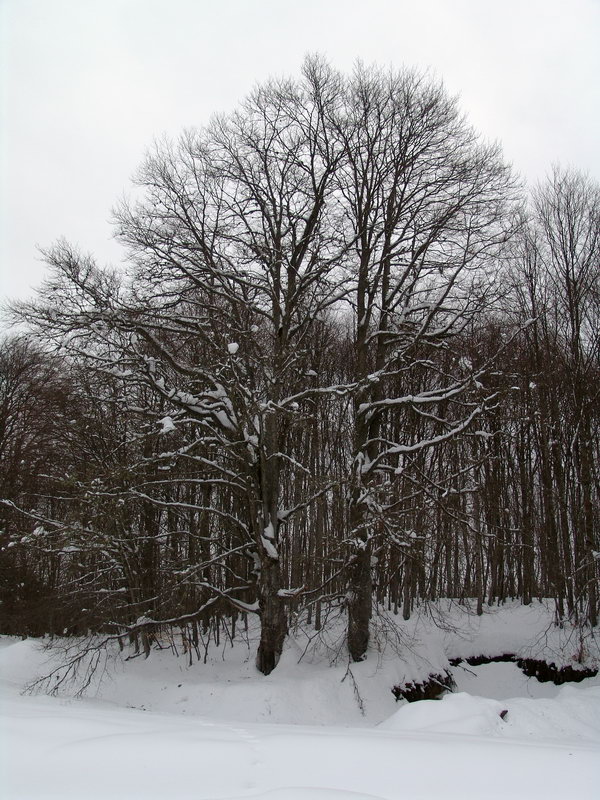 pre-photo3.jpg