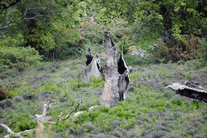DSC_7702.jpg