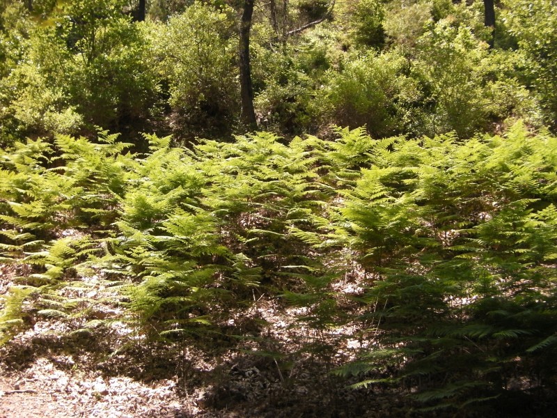 SANY0025.JPG