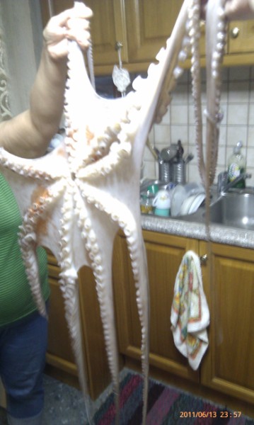 IMAG0293 (359 x 600).jpg