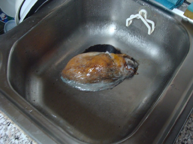 DSC02504 (800 x 600).jpg