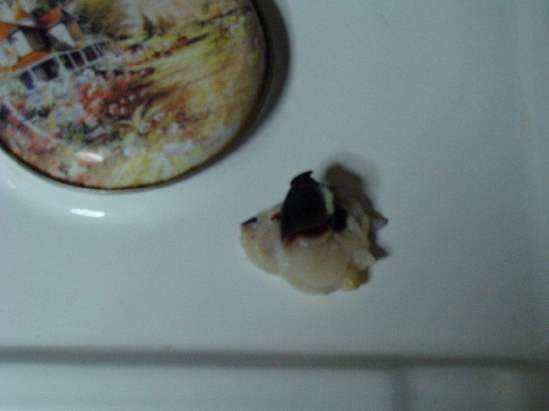 DSC02505 (800 x 600).jpg