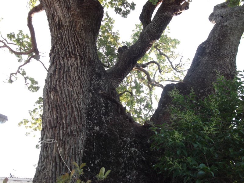 DSCF0417.jpg
