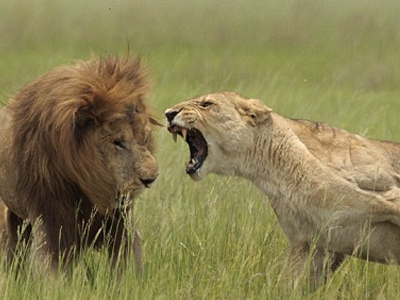 lion235325.jpg
