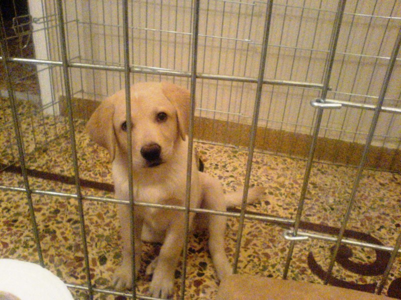 cage.JPG
