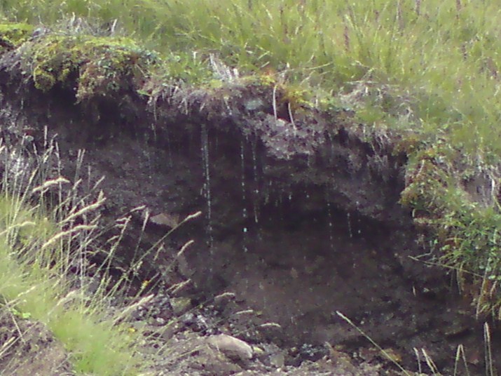 DSC00642.jpg