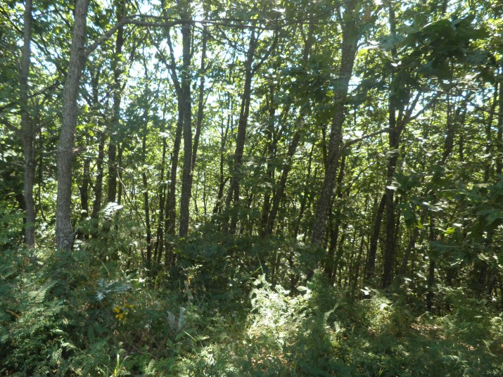 P7180100.jpg