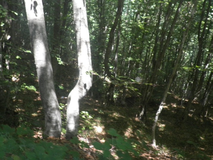 P7190167.jpg