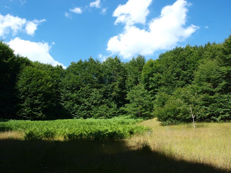 p7186828-qpr.jpg