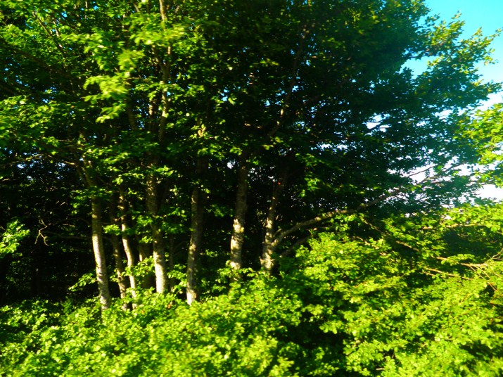 P7190261.jpg