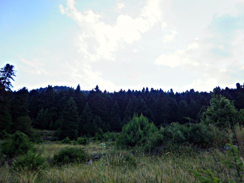 P81300sss95.jpg