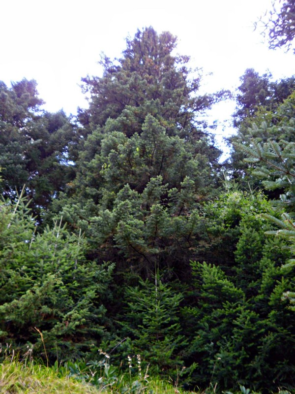 P81300sss99.jpg
