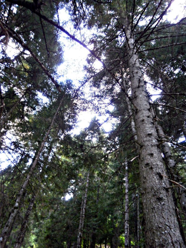 P81301sss03.jpg