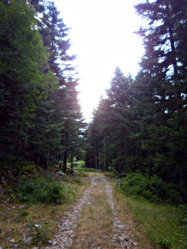 P81301sss05.jpg