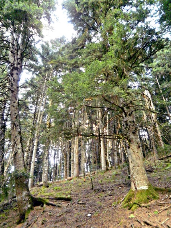 P81301sss06.jpg