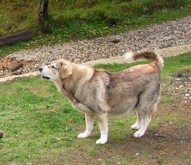 koukla.jpg