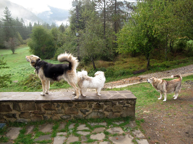dogs.jpg