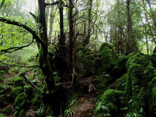 Puzzlewood2.jpg