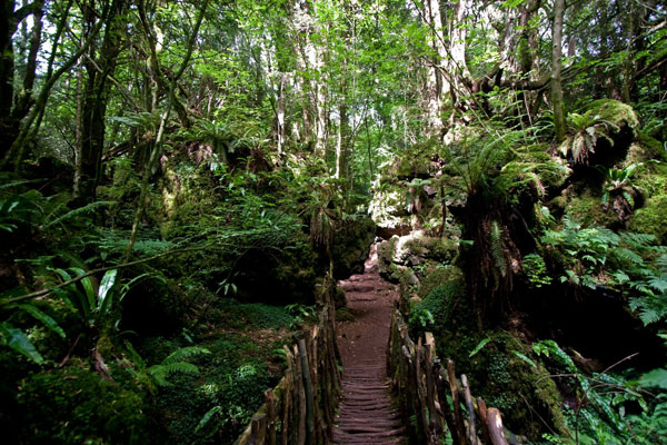 puzzlewood3.jpg