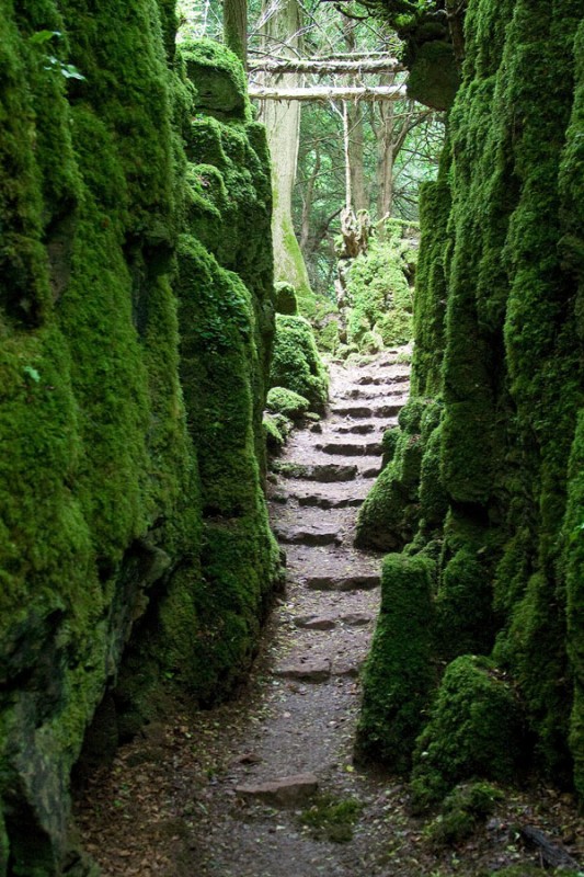 puzzlewood8.jpg