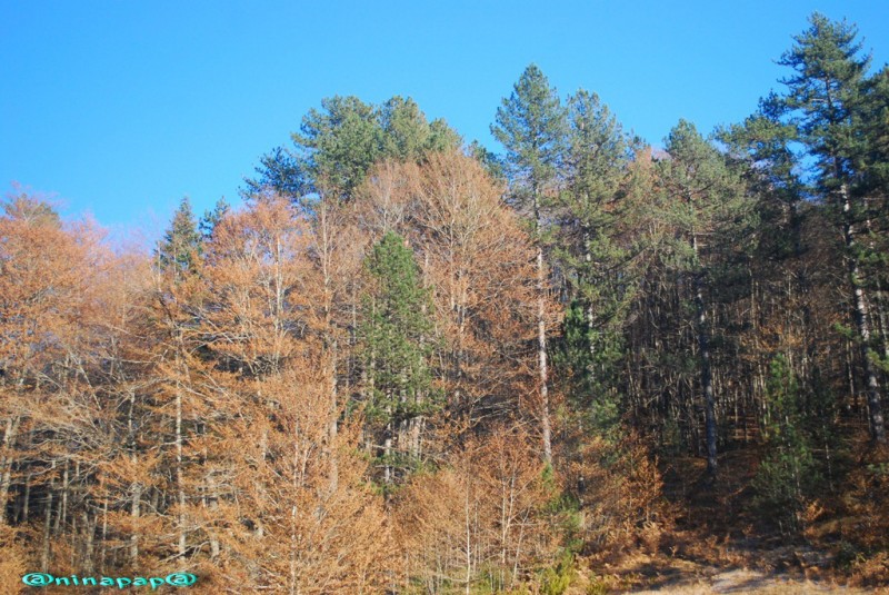 DSC_8752.jpg