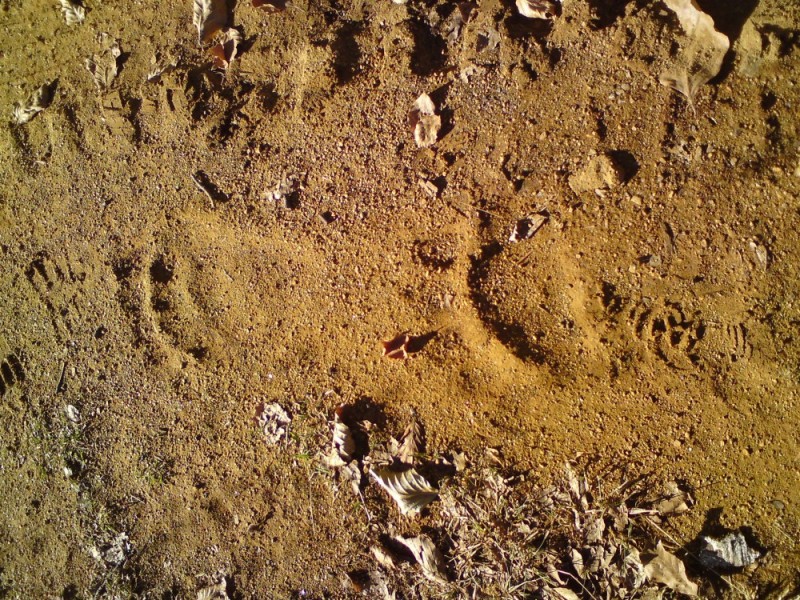 DSC00872 (1000 x 750).jpg