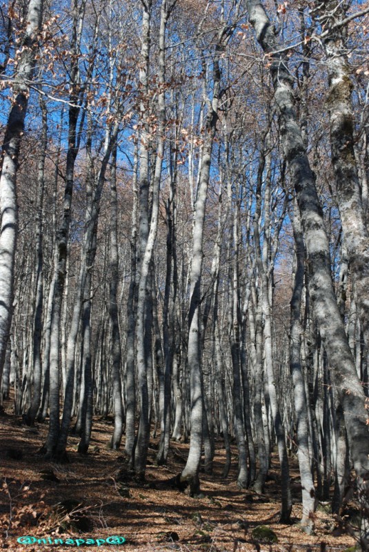 DSC_9014a.jpg