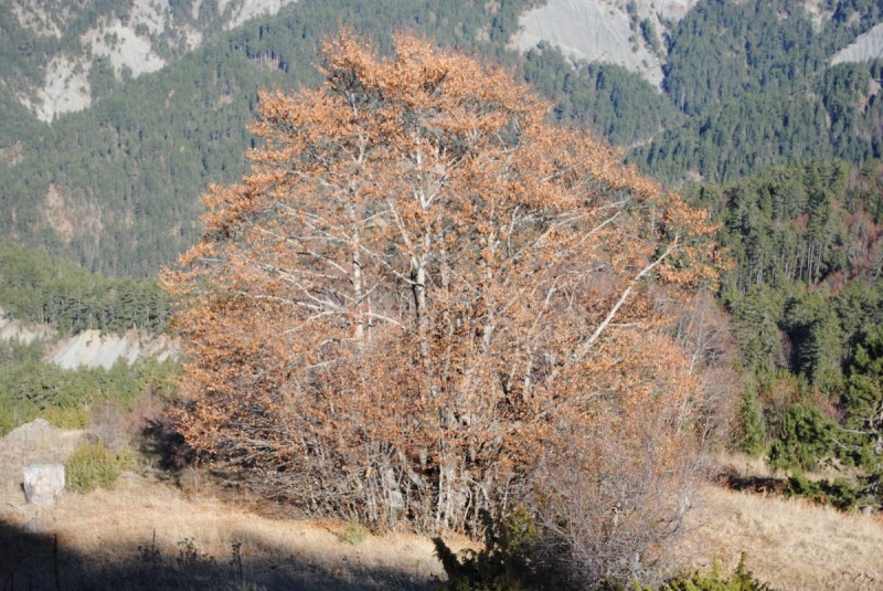 DSC_2207.jpg