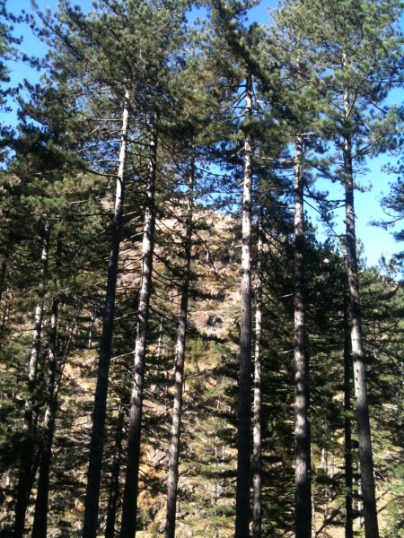 IMG_0386 (450 x 600).jpg