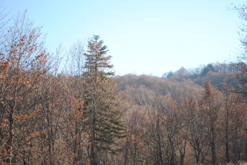 DSC_2437.jpg