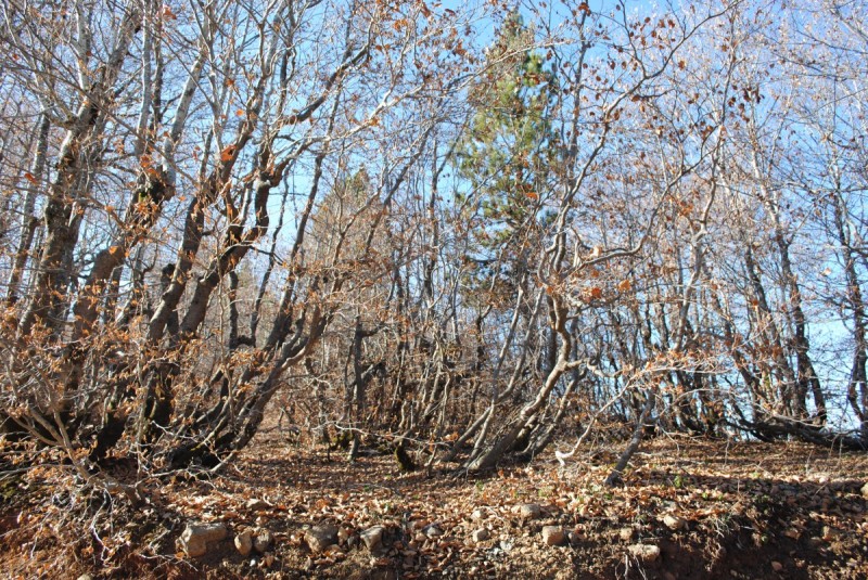 DSC_2445.jpg